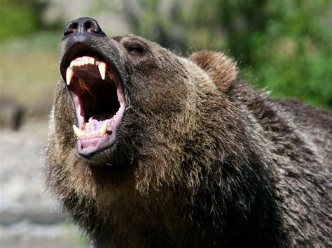 Angry Bear Betsson
