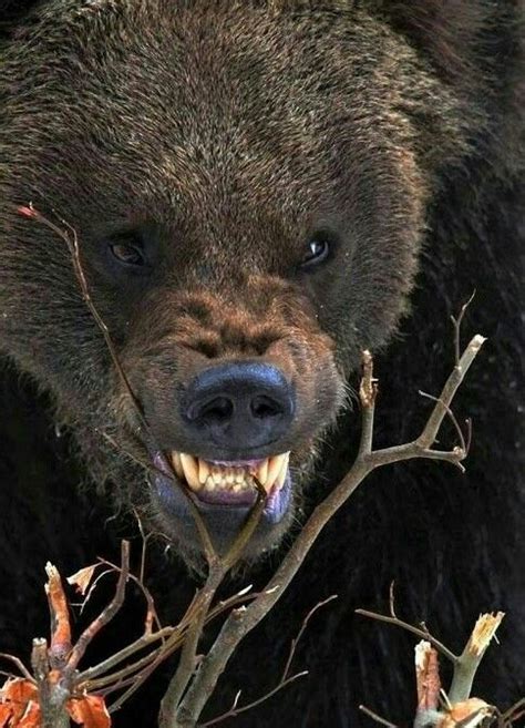 Angry Bear Novibet