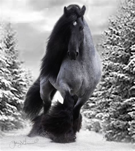 Black Jack Pferd