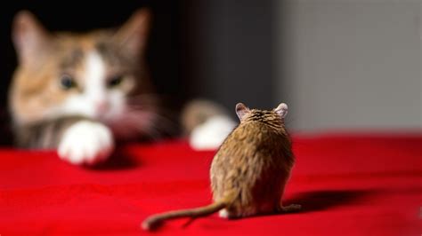 Cat And Mouse Betsul