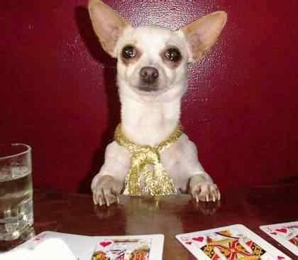 Chihuahua De Poker