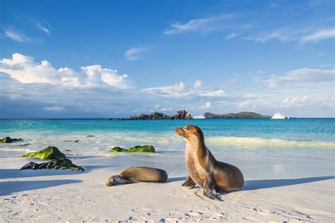 Galapagos Islands 1xbet