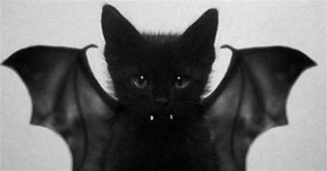 Gatos E Morcegos Slots