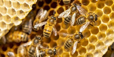 Honey Bees 1xbet