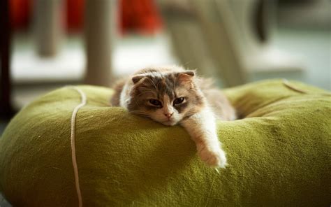 Kitten Rest Betway