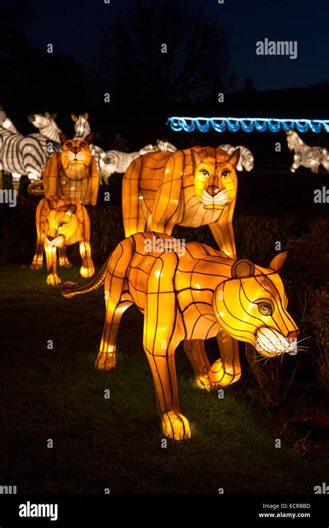 Lanterns Lions Blaze