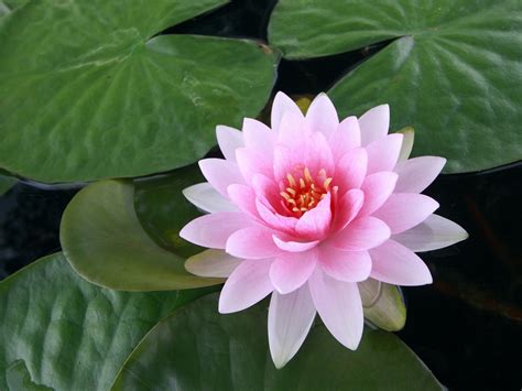 Lotus Flower Betano