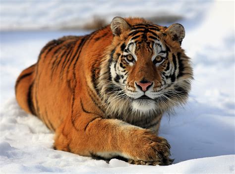 Siberian Tiger Maquina De Fenda