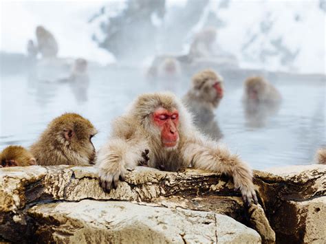 Snow Monkeys Sportingbet