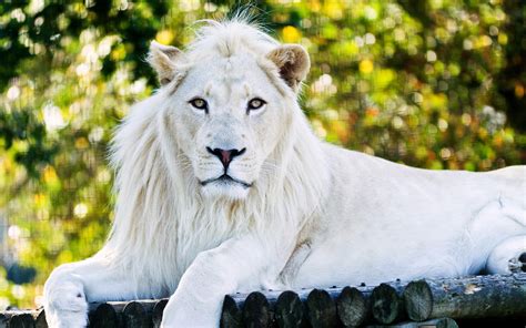 White Lion Betsul